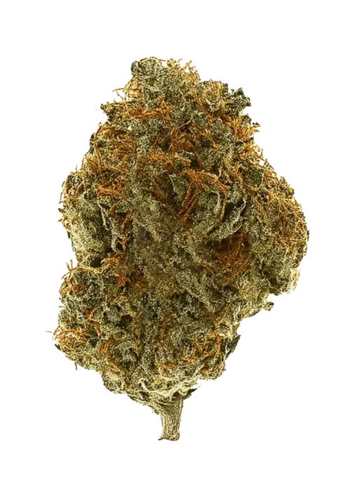 Amnesia Fast
