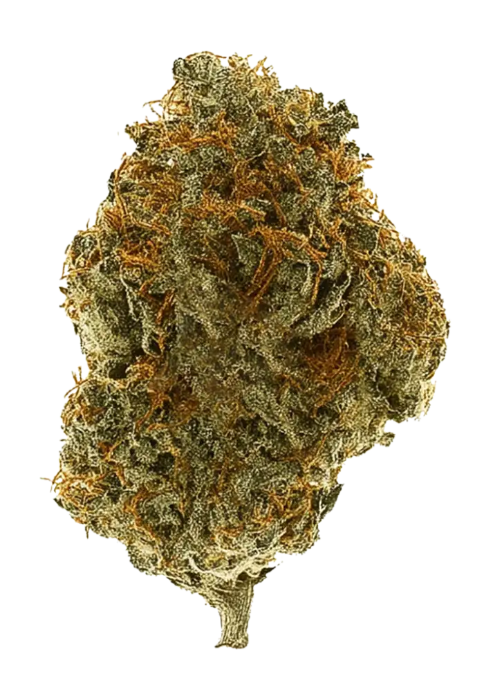 5146-amnesia-fast_1000.webp