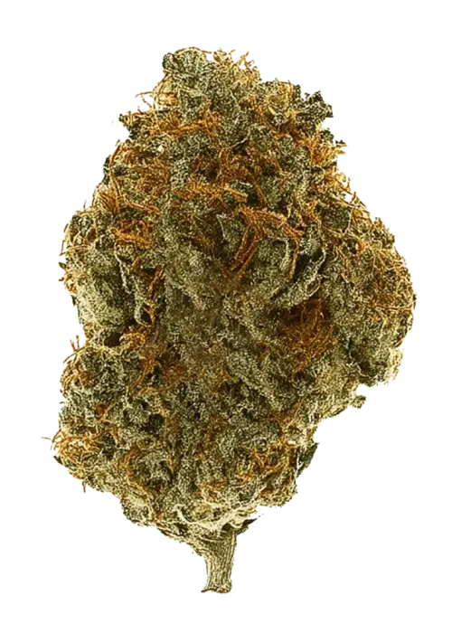 Amnesia Fast