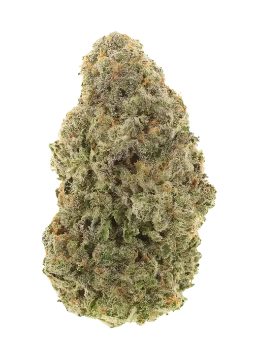 Silver Pearl