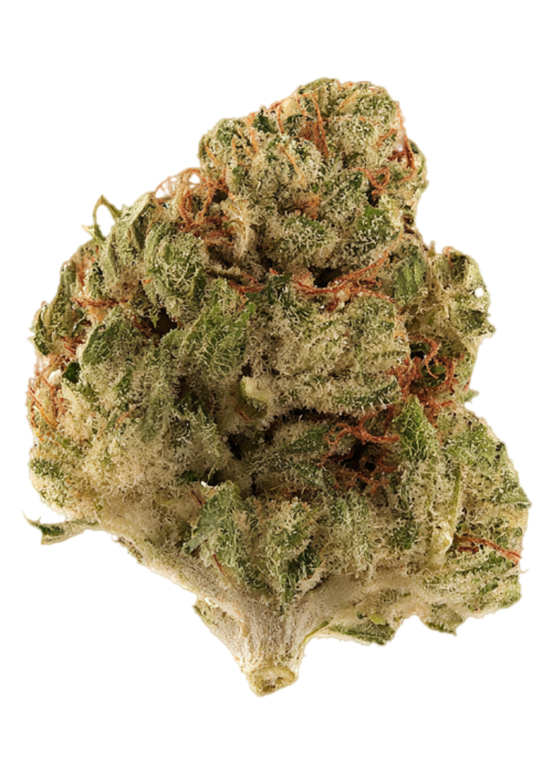 Jilly Dawg