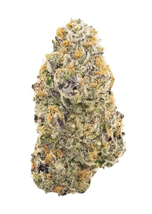 UW Purple