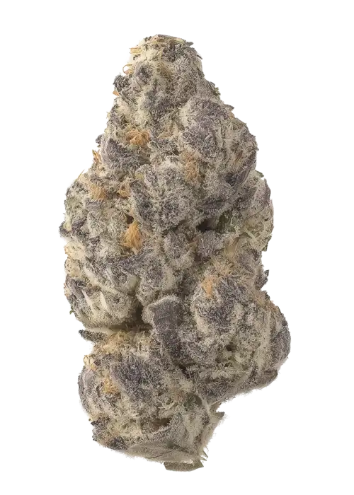 Purple Poison