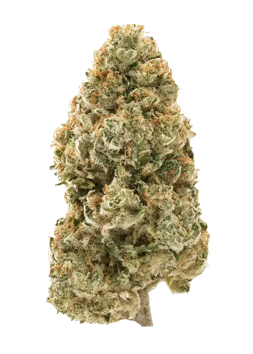 Tahoe Hydro OG