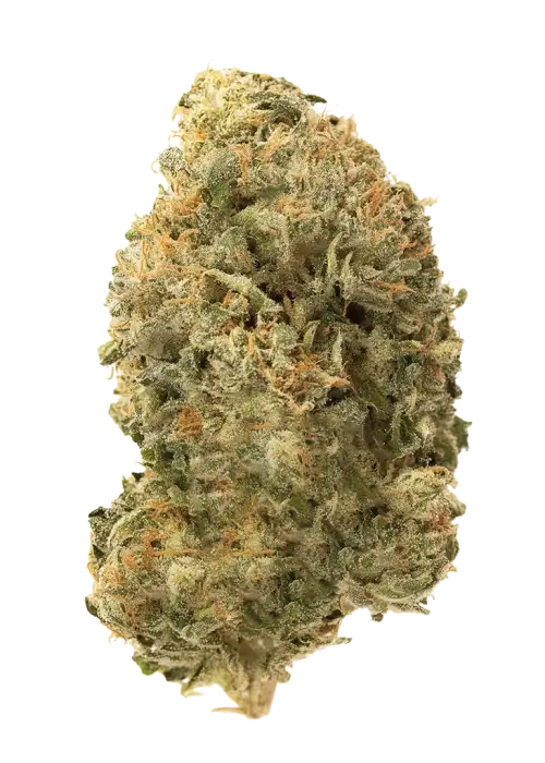 Durban Dawg