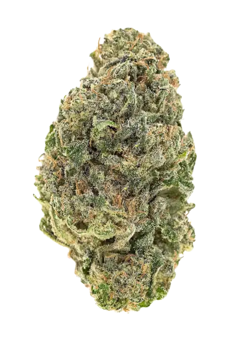 Burmese Mimosa