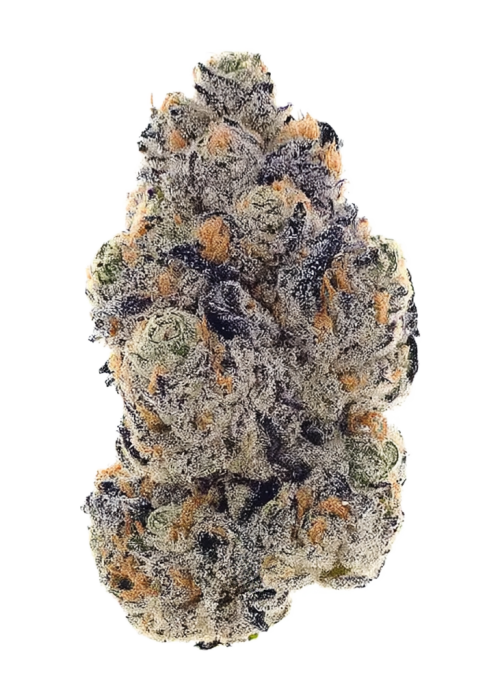 Purple Bud