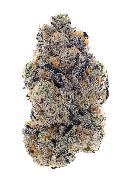 Purple Bud