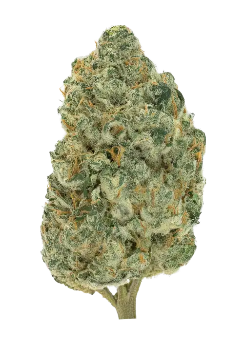Fruit of the Gods