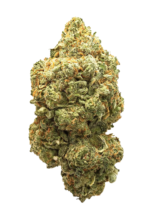 Black Domina