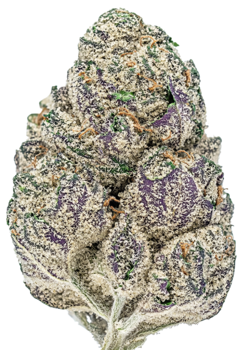 Black Domina