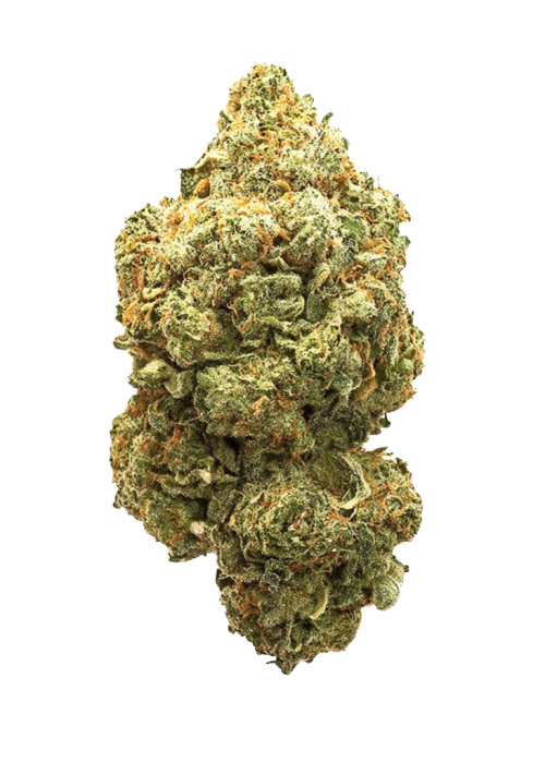 Black Domina