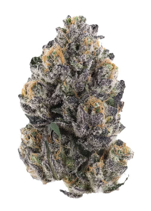 Blue Cherry Pie