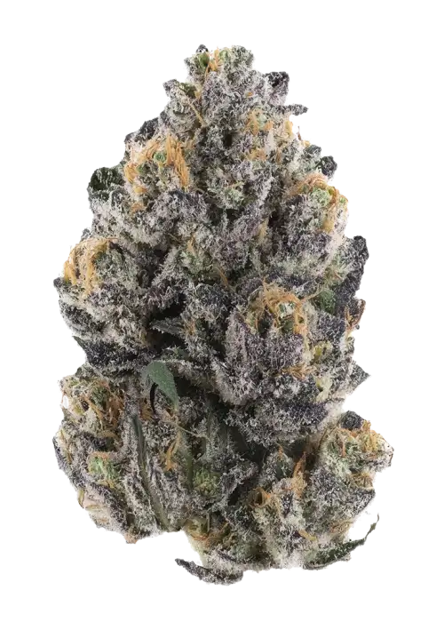 Blue Cherry Pie