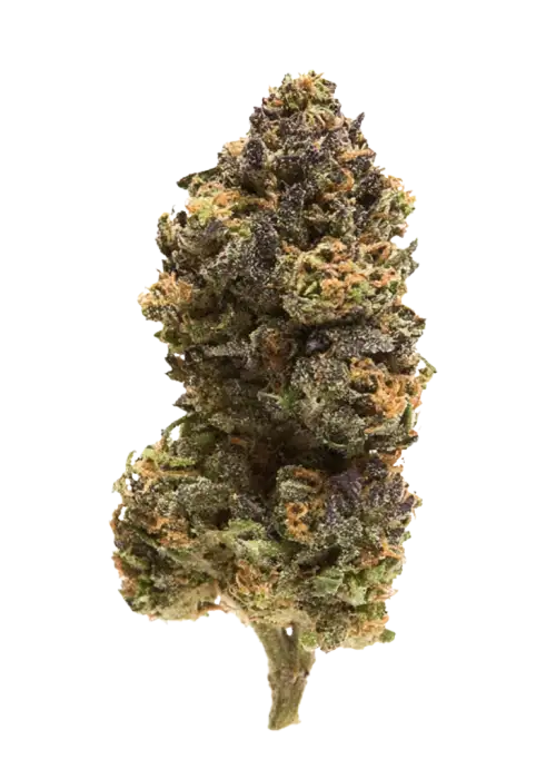 Skunk Ape