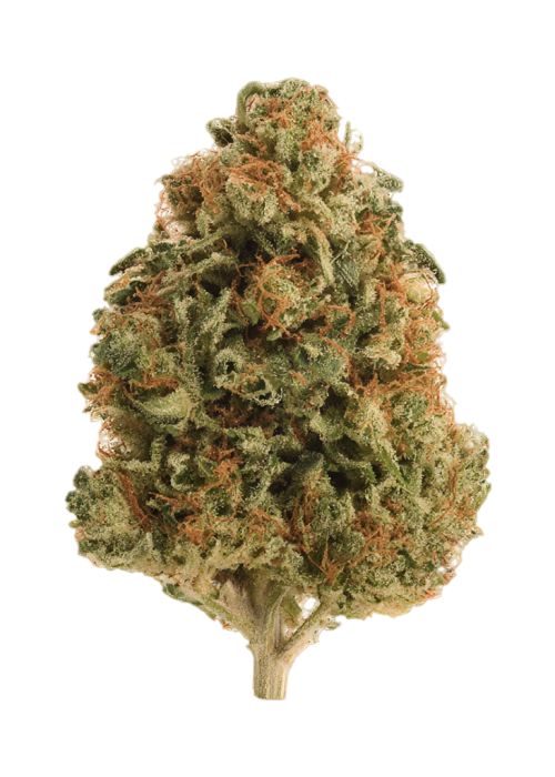 Cookie Jar