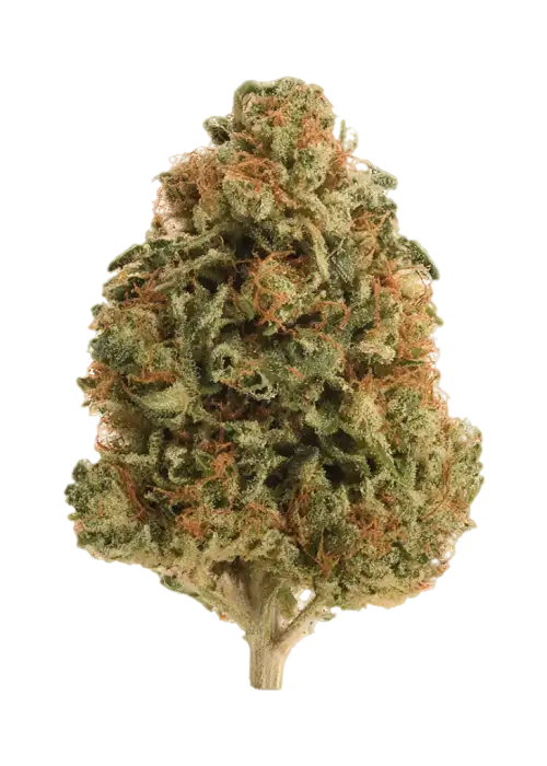 Cookie Jar