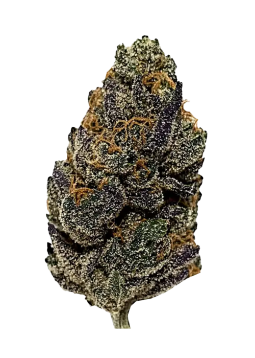 Critical Hog