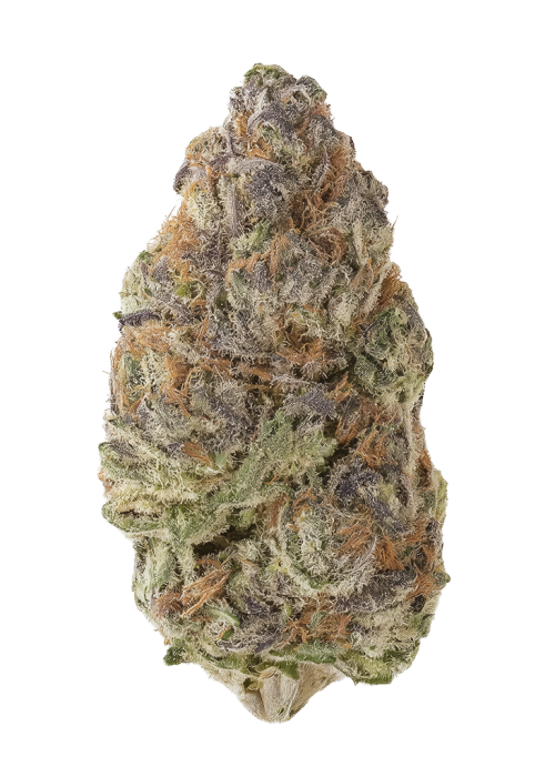 CBD Blue Shark