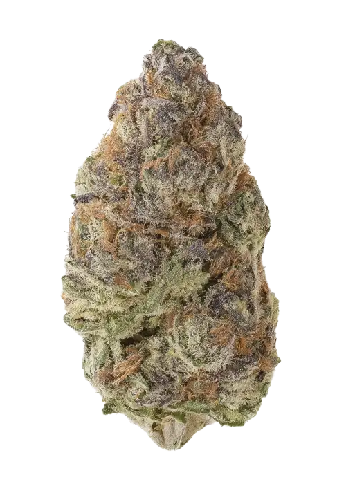 CBD Blue Shark