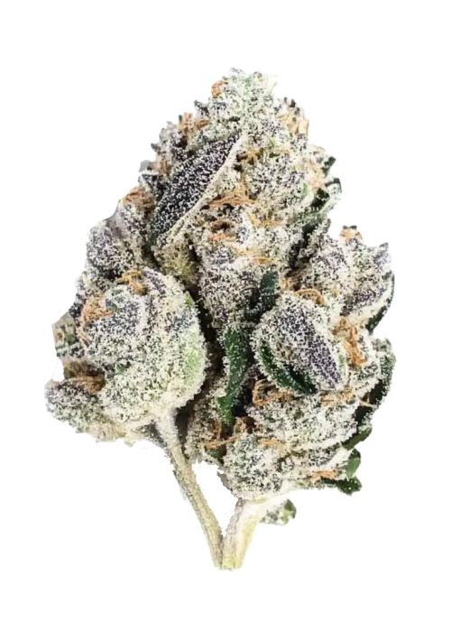 Dosidos