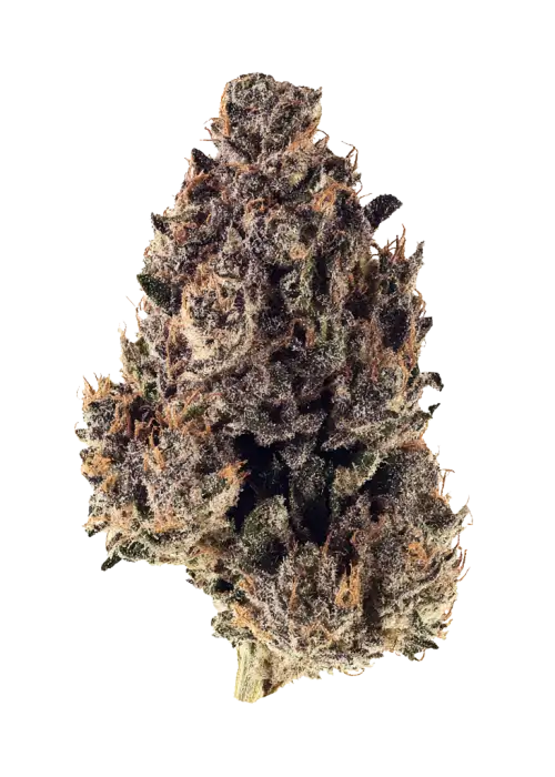 Purple Gelato