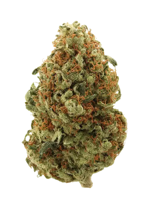 Tora Bora