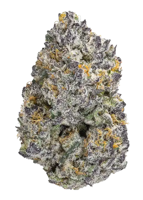 Jungle Canyon