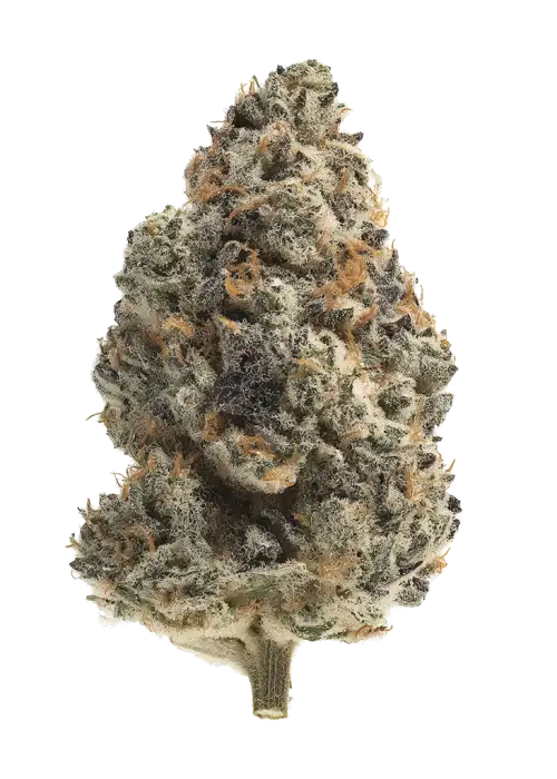 Maui Citrus Punch