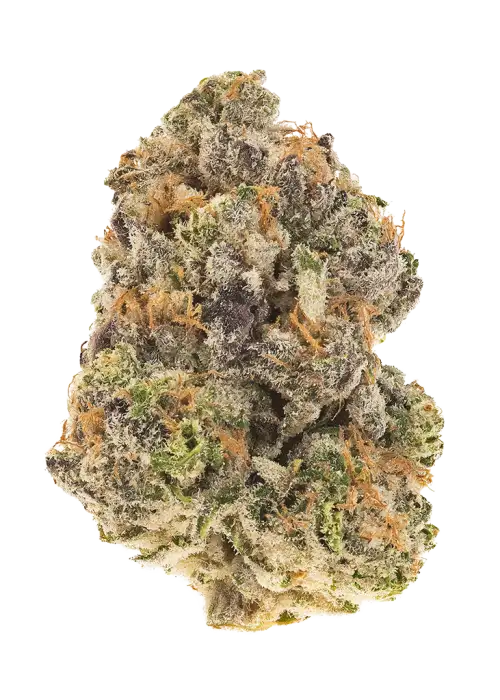 Purple Lamborghini