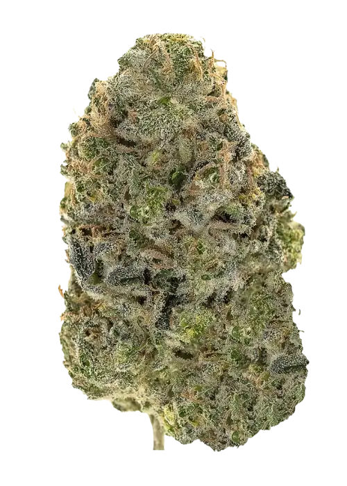 Malibu Marsha