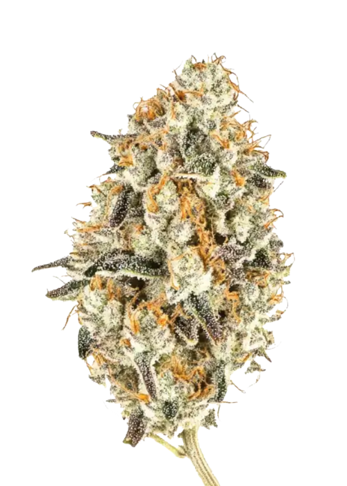 White Truffle