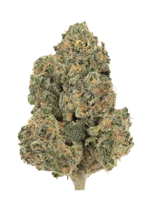 Mango Dragon