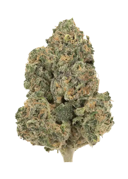 Mango Dragon