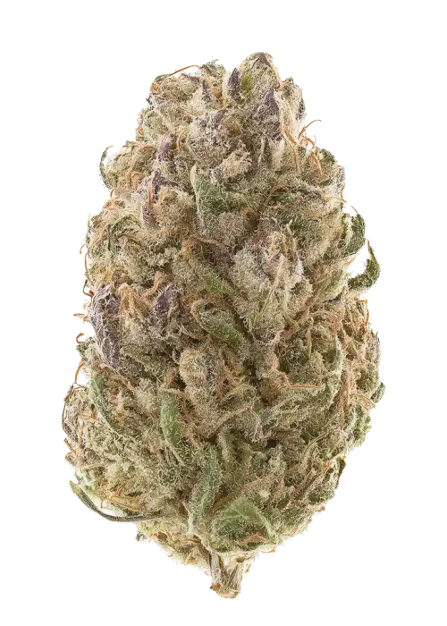 Papaya Melons