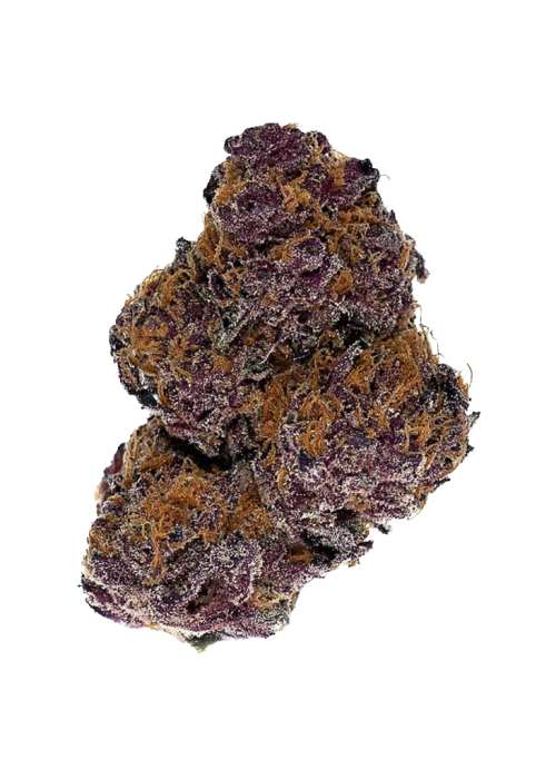 Buckeye Purple