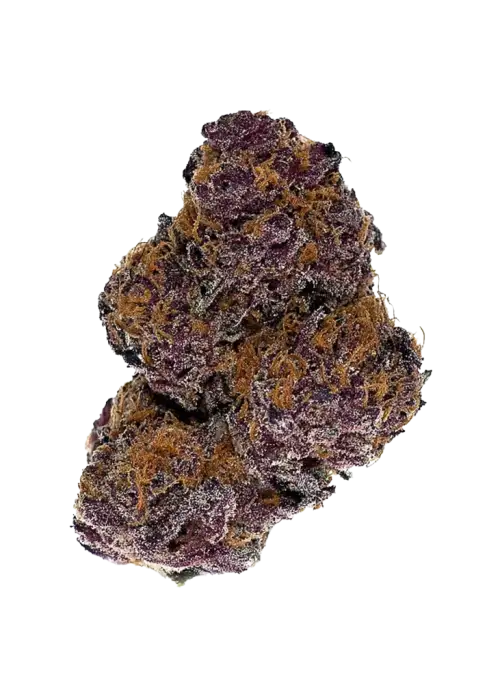 Buckeye Purple