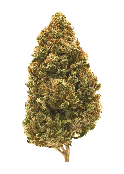 AK 49