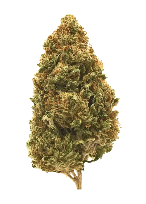 AK 49