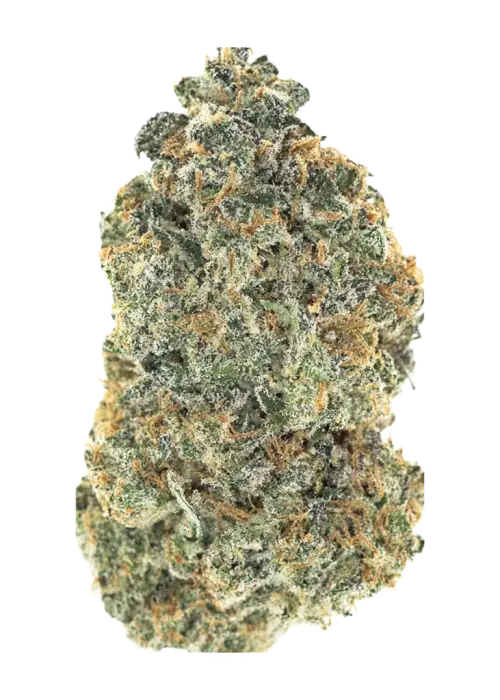 South Indian Sativa