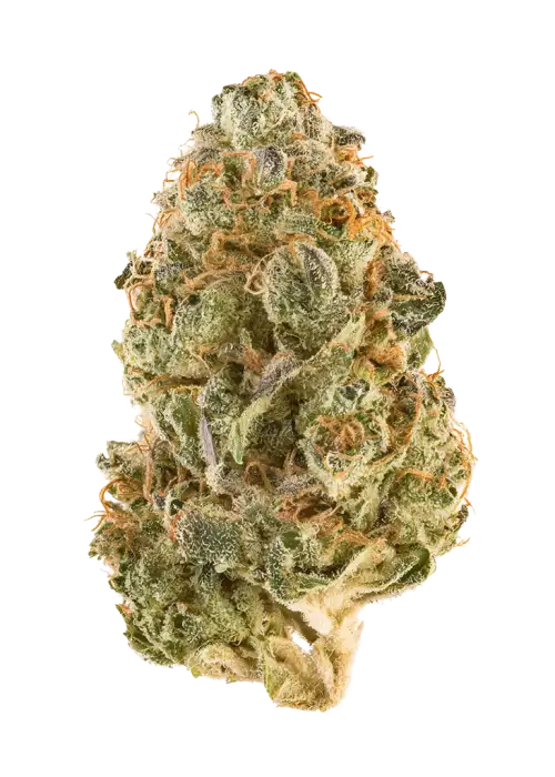 Snow Montana