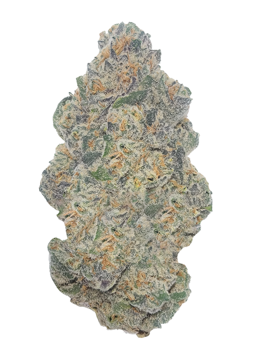 Rollinia