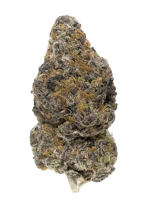 Miami Mango