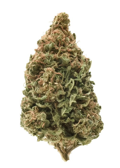 Truffle Pig