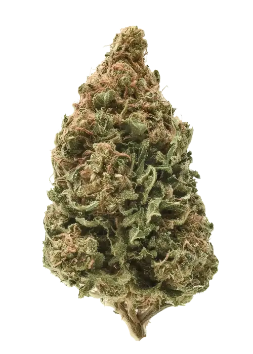 Truffle Pig