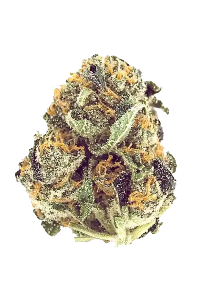 Mimosa