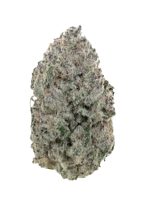 Platinum Dosi