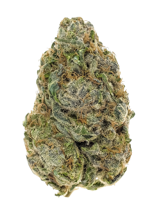 Blue Coral