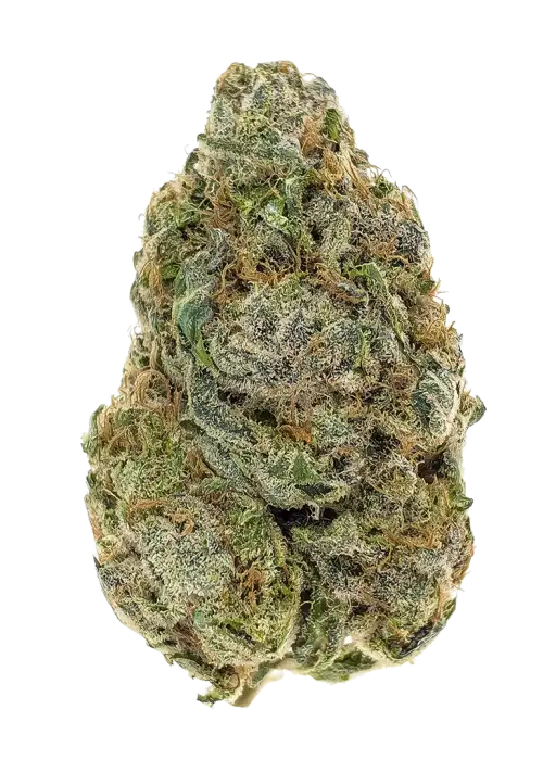 Blue Coral