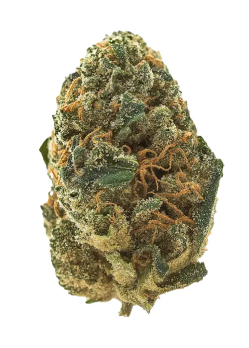 Power Plant